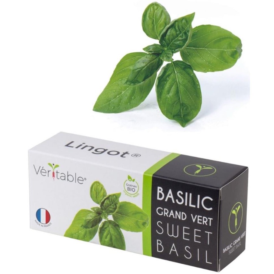 V Ritable Seed Lingot Basil Sweet