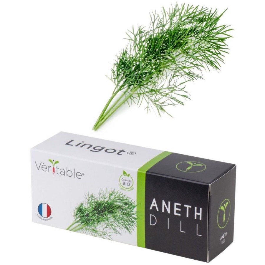 V Ritable Seed Lingot Dill